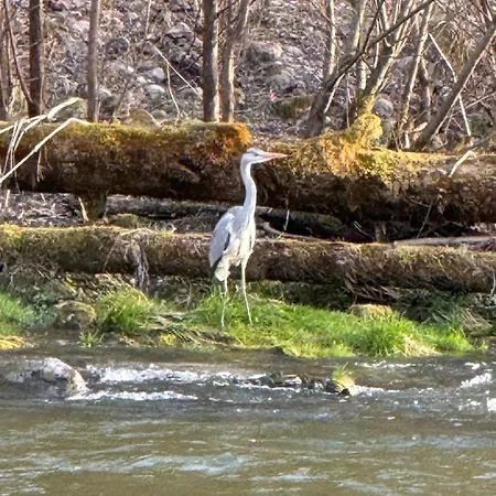 River Lilly